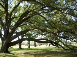 oak tree